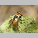 Gymnosoma sp - Raupenfliege 22a 5mm Lehmkuhle.jpg